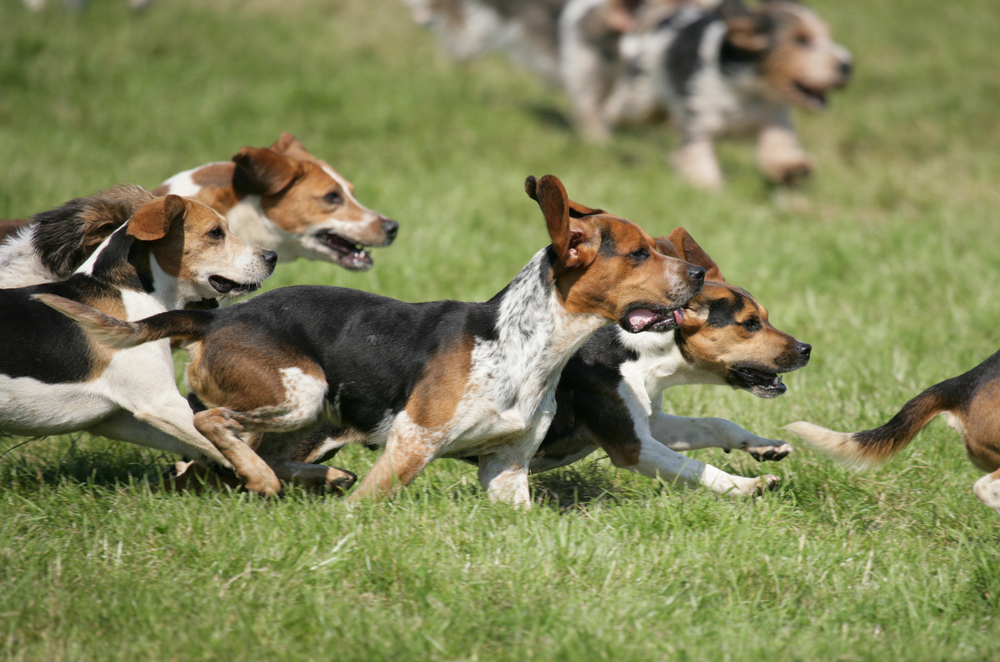 Assurance meute chien de chasse